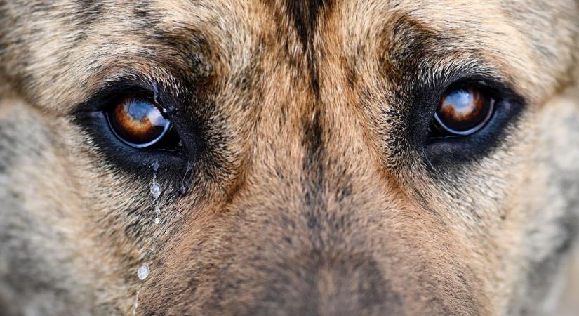 Légpuskával lőtte agyon a szomszédja kutyáját