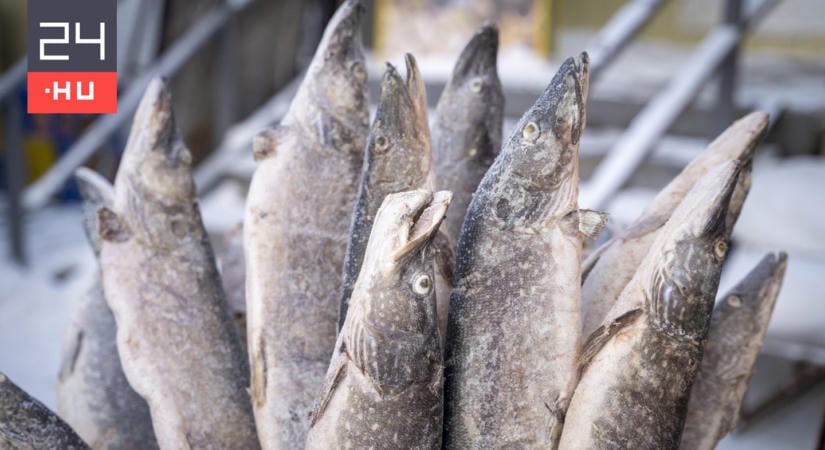 Fagyasztott hallal akart Angliába csempészni 600 kiló kokaint négy férfi