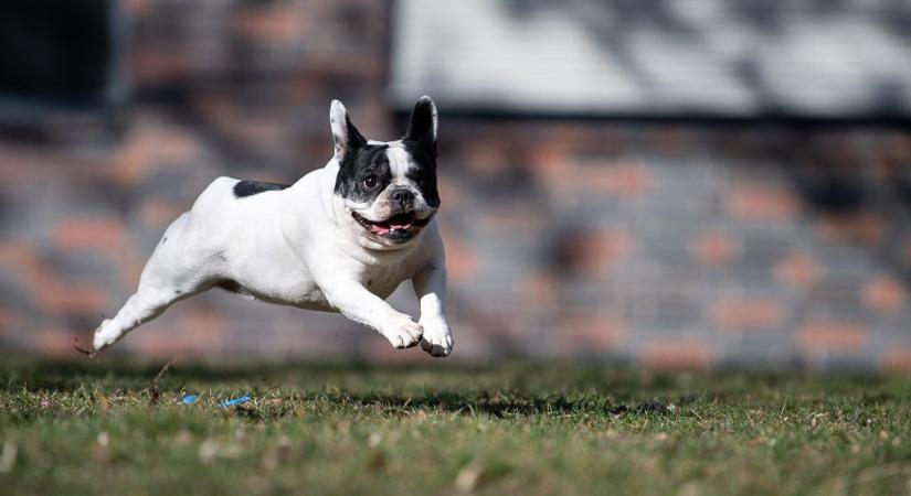Négy évre csökkent a francia bulldog várható élettartama: mesterségesen tartunk fenn beteges kutyákat
