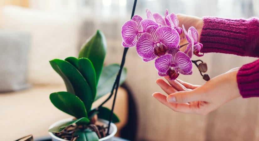 Dobj jégkockát a virágcserépbe: A zseniális trükk, amivel soha többé nem rothasztod el az orchideádat