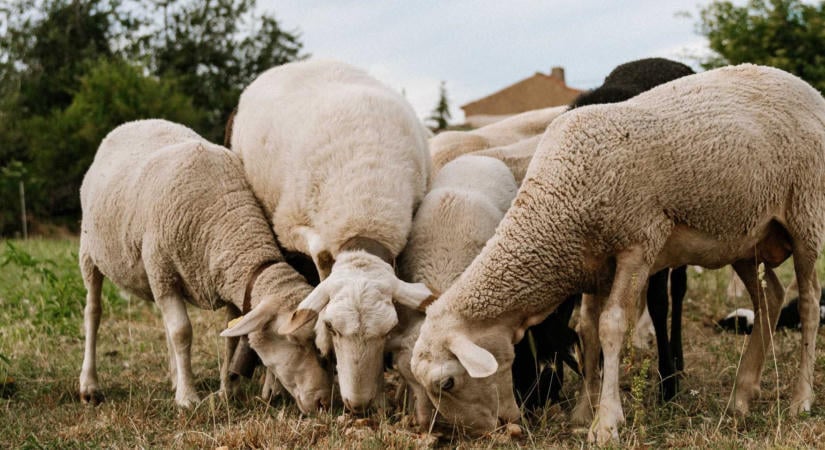 A juhok és kecskék vakcinázása nyithatja meg ismét az utat az élőállat-export előtt