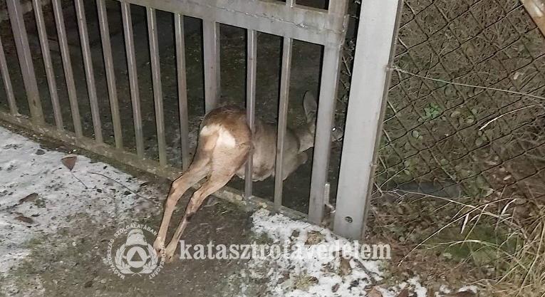 Kapuba szorult őzet mentettek a tűzoltók