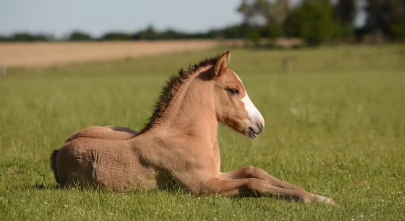 A pihenőnap nem lustaság: miért építi a lovat az okosan adagolt munka?