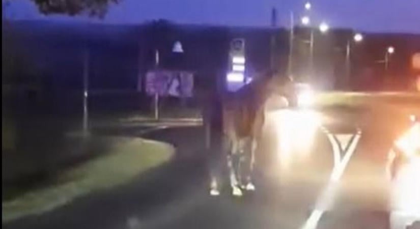 Lovat ütött el egy autó Keszthelyen: a rendőrség fontos dologra figyelmeztet (videó)