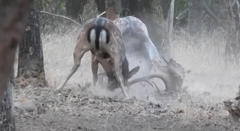 Filmbe illő, hihetetlen felvétel bukkant fel a tolnai dámbikákról – VIDEÓ