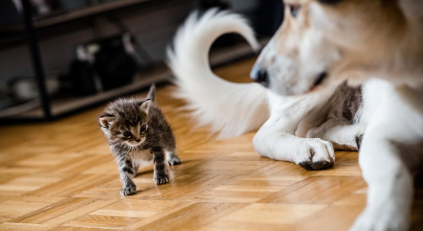 Tudod, mi a kutyád csillagjegye? – Erről árulkodik a kutyahoroszkóp