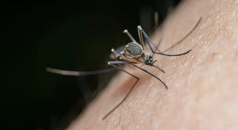 Rovarcsípés vakarása: ezt teszi a bőröddel valójában