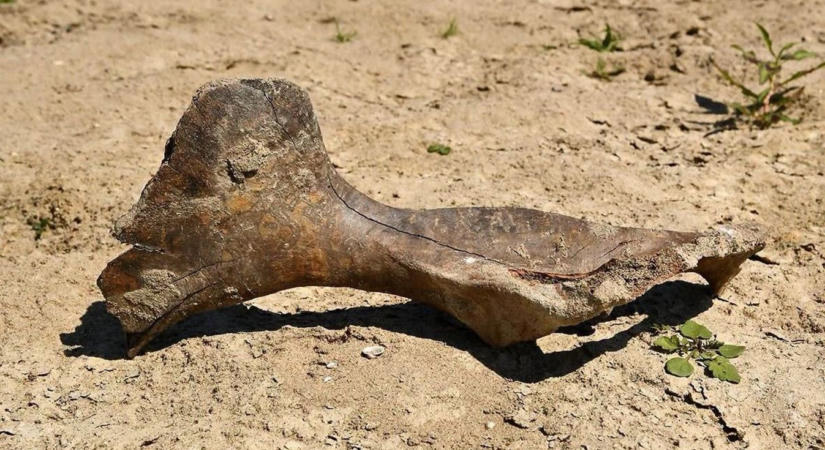 Friss lelet a jégkorszakból - a Duna vize őrizte meg az elképesztő vadlovat
