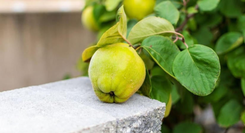 Birsalma ára és felhasználása: miért keresik egyre többen ősszel?