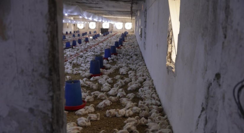 Meglepő fordulat a boltokban: hamarosan többet fizethetünk a csirkéért?