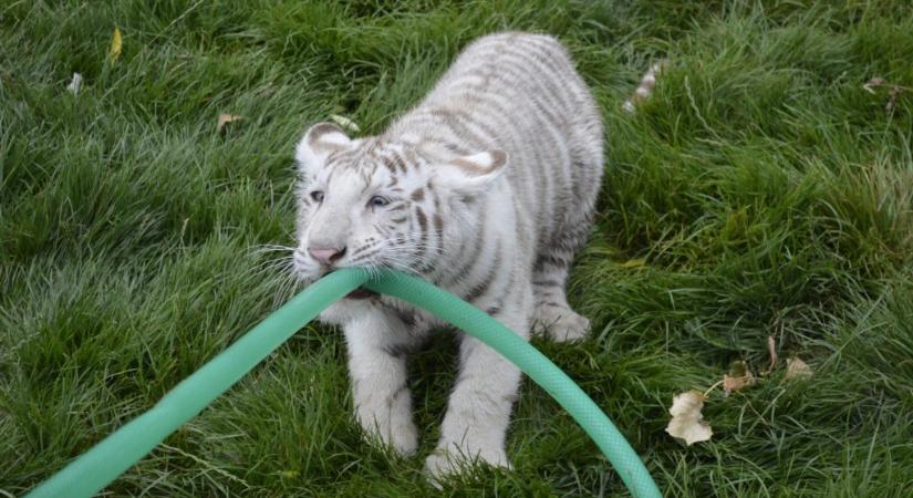 Kukába dobott fehér tigris kölyök életéért küzdenek az athéni állatkertben