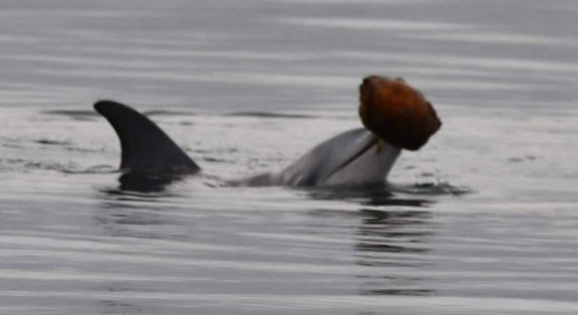 Ritka vadászati technikát örökítettek meg a delfineknél