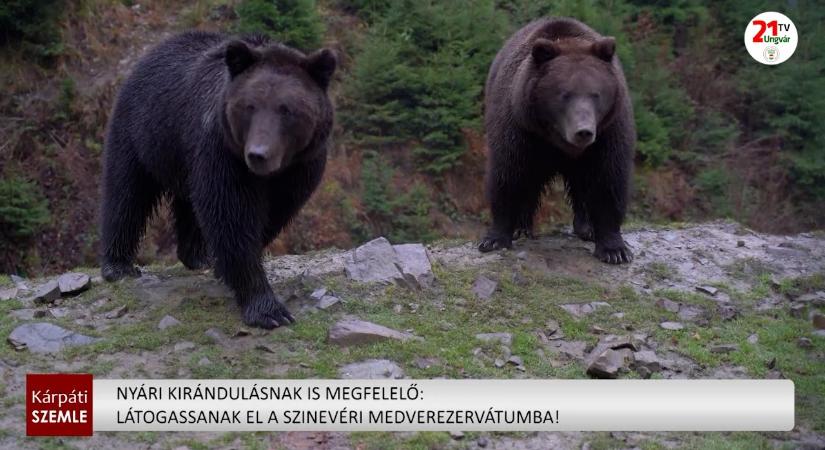 Nyári kirándulásnak is megfelelő: látogassanak el a szinevéri medverezervátumba! (videó)