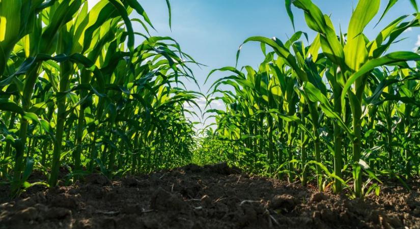 Klímaváltozás: így segíthetik az uniós források a magyar agrárium alkalmazkodását