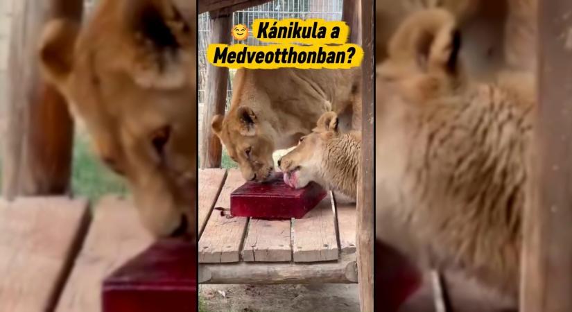 Így vészelik át a kánikulát a Veresegyházi Medveotthon nagymacskái