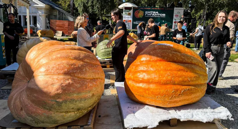 Óriások csatája: több mint 800 kilós tökkel nyert bajnokságot egy iskolás fiú - galéria
