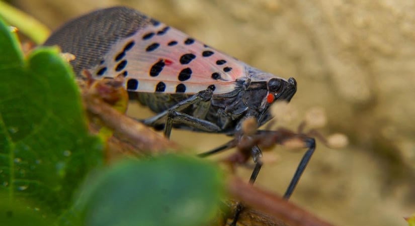 Újabb veszélyes növényegészségügyi kártevő jelent meg az Európai Unióban
