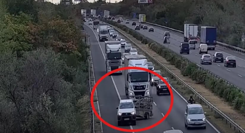 Videó: élő állatokat szállító pickup állt keresztbe a pályán, ez történt utána!