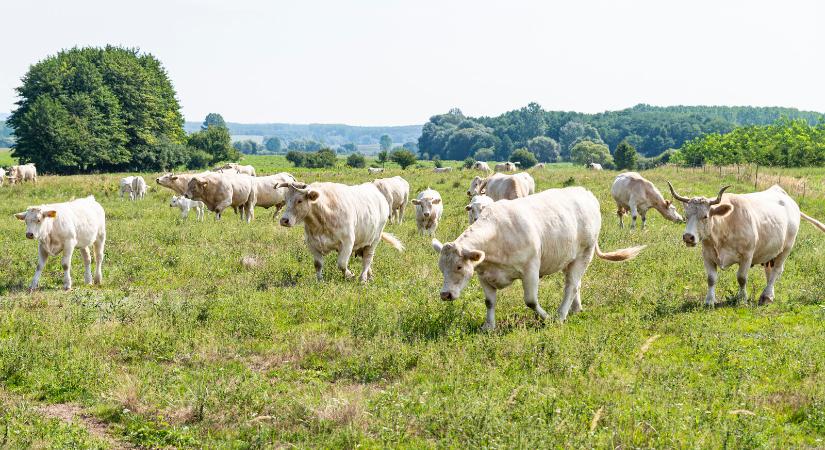 Fenntartható gazdaságméret - Charolais marhák Ipolyvecén