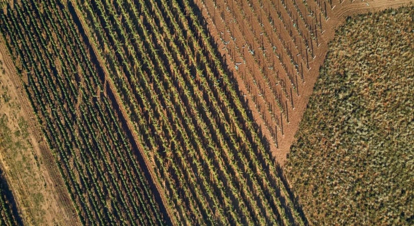 A Közös Agrárpolitika támogatásának fenntartását követelik az európai agrárszervezetek