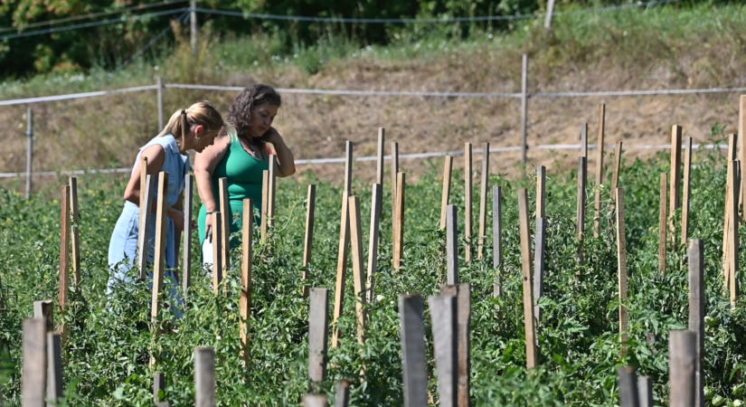 Íme a baranyai paradicsom: Csendes Ildikó álmodta meg, idén már 3000 fajta került földbe Husztótón