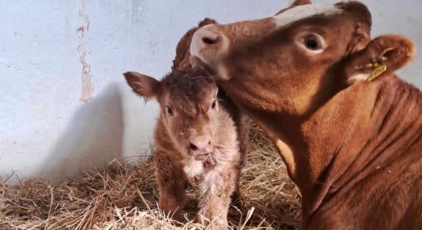 Segíts nevet választani borjúnak: cuki fotón a velencei iskola legújabb kedvence!
