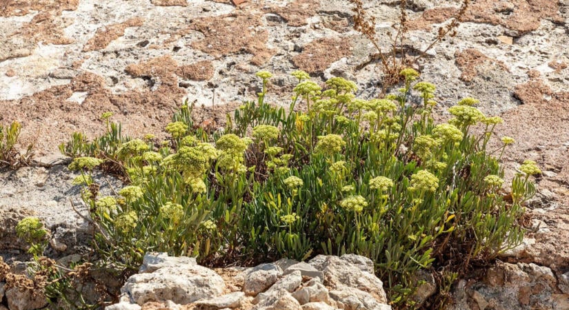 Sziklák között, sós szélben is megél ez a növény, a horvát tengerparton is ott nő a lábunk alatt