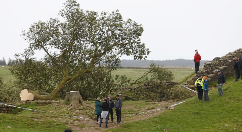 A vandáloknak sem sikerült elpusztítani Anglia egyik leghíresebb fáját