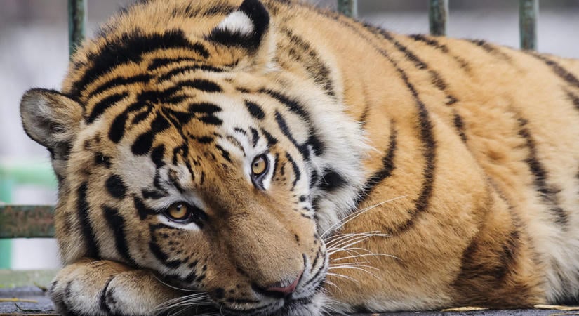 Bemászott a tigris ketrecébe egy férfi egy angliai állatparkban, meghalt