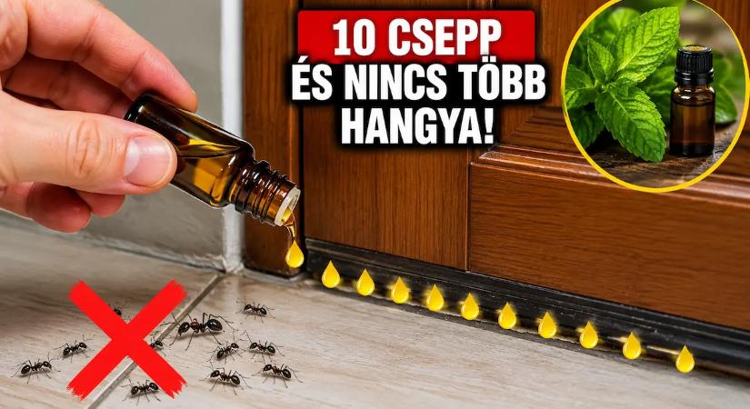 Ebből csepegtess 10 cseppet az ajtóba, és nem lesz több hangya a lakásodban