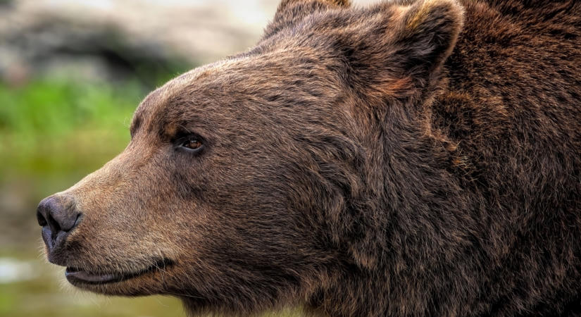 Újra medvét láttak Sátoraljaújhelyen