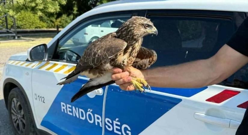 Kétségbeesetten próbált felszállni, de nem ment – rendőrök mentették meg az egerészölyvet