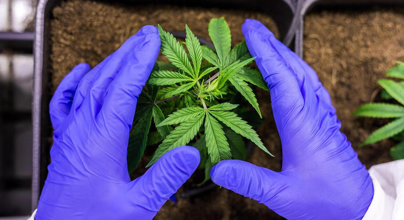 Mit tudunk jelenleg a kannabidiolról?