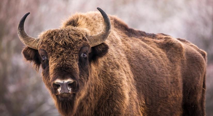 Kikerült a teljes megrázó videó: megvadult bölény öklelt fel egy turistát a Yellowstone Nemzeti Parkban