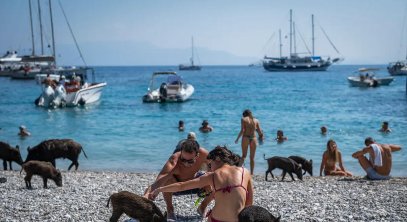 Van egy különleges sziget, ahol a turisták vaddisznókkal strandolnak: te elmennél ide? Galéria