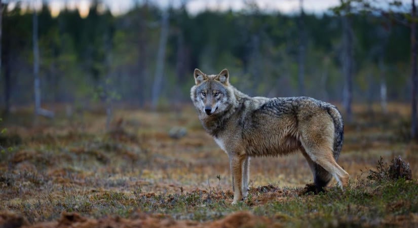 A hó és a fény birodalmában – a finn természet szépségei kerülnek fókuszba