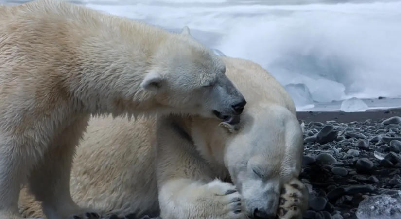 Pénzbüntetést kapott egy hajós, amiért ködkürttel ébresztett fel egy jegesmedvét