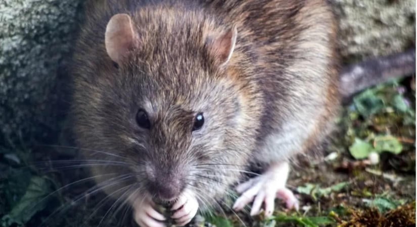 Horror-sztori: patkány ugrott a szekrény tetejéről egy nő arcába