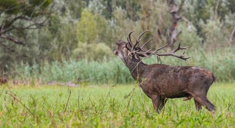 Tilos és életveszélyes az erdőben tartózkodni – mutatjuk, hol és miért!