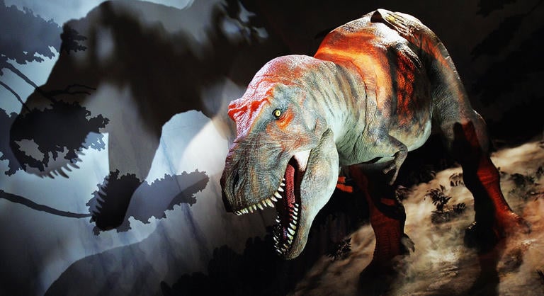 Elfeledett koponyamaradványból azonosítottak új dinoszauruszfajt kutatók