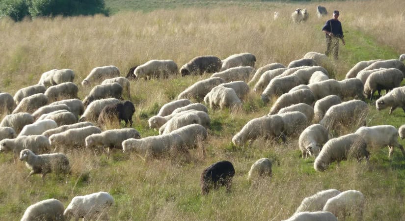 Az aszály veszélybe sodorhatja a magyar pásztorok jövőjét, 27 pontban fogalmazták meg követeléseiket