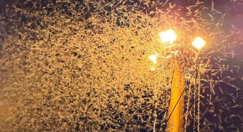 „Futva kellett menekülni”: elképesztő rajzás bénította meg a Balaton-partot
