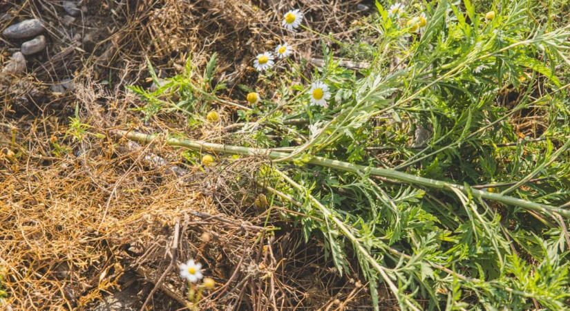 Nem sokan örülhetnek az aszálynak, de a pollenallergiások eléggé