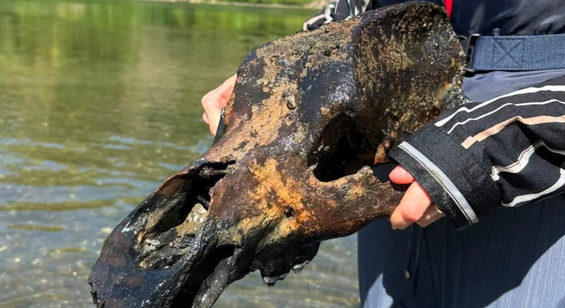 Félelmetes őskori ragadozó koponyája került elő a Tiszából - a klímaváltozás miatt halt ki a tulajdonosa - fotók