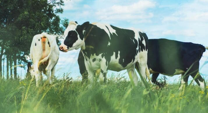 Megjelent a rendelet – Teljes kamattámogatás járhat a tejtermelő gazdaságoknak