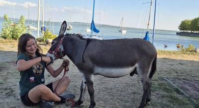 „A szamár diktálta a tempót, mi az irányt mutattuk” – körbesétálta a Balatont Bettina és Foki, a törpeszamár