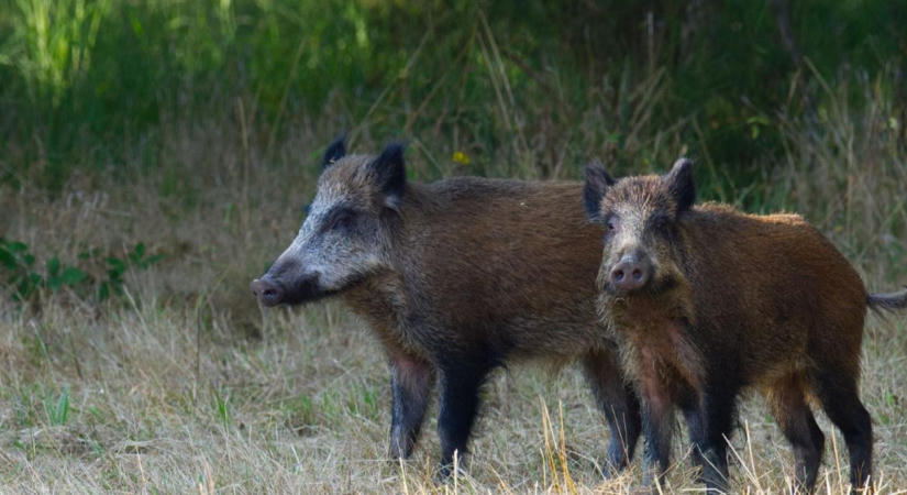 A vaddisznó túrása bosszantó, de a talajról is sokat elárul