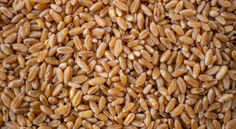Kevés és rossz az amerikai durum, de a piaci hiány felárazza