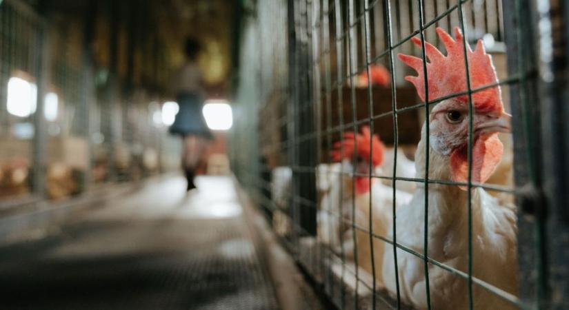 Most tényleg vége lesz a ketreces tartásnak! A bizottság még az idén lép