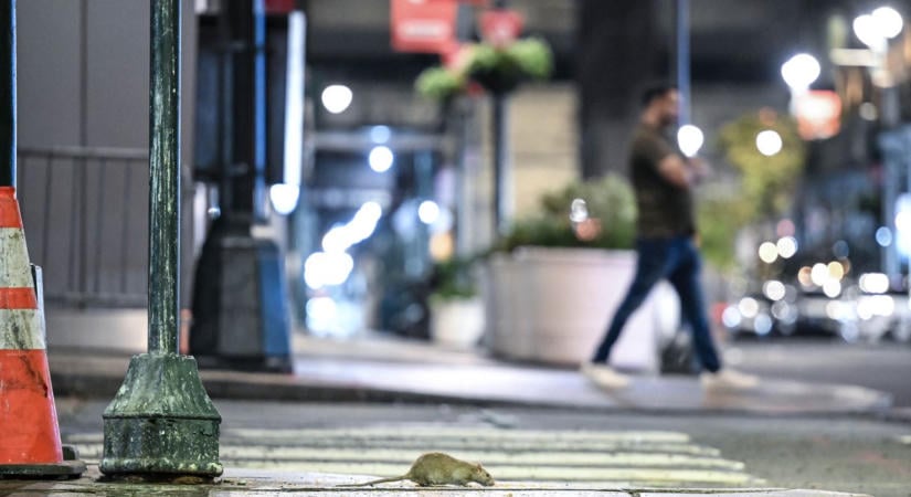 Többet szexelnek a patkányok, irtózatos ütemű elszaporodásukhoz a felmelegedésnek is köze van